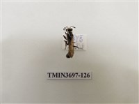 藏品(膜翅目(蜂))的圖片